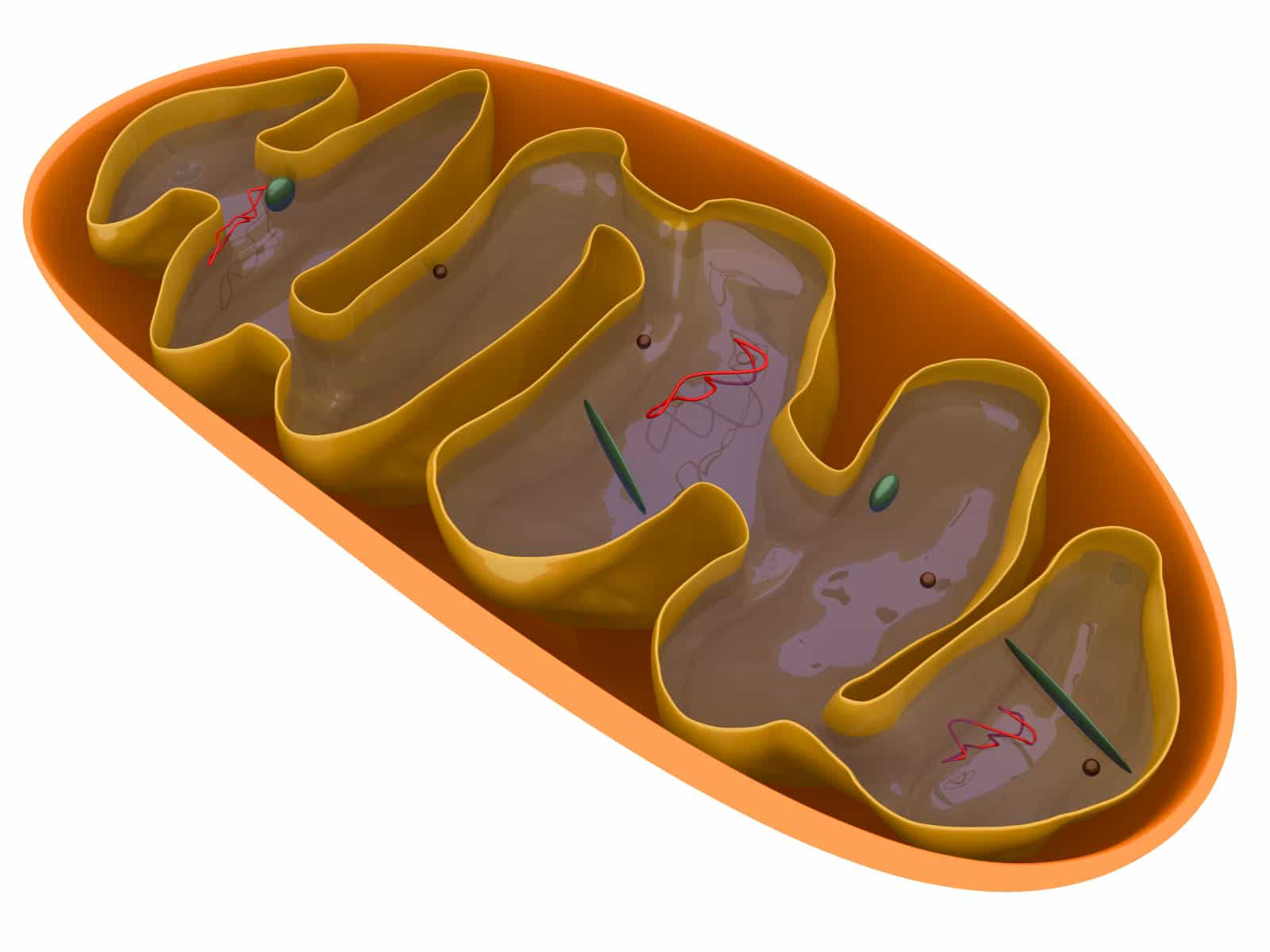 a 3D cross-section render of a mitochondrion